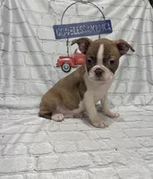 Tammy, a female Boston Terrier for sale in Gladewater, TX – 4 of 4
