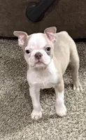 Marlow, a male Boston Terrier for sale in Gladewater, TX – Photo 1 of 2