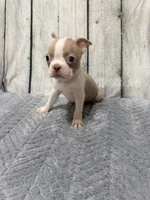 Charlie , a male Boston Terrier for sale in Gladewater, TX – 3 of 5