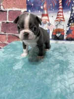 Tim, a male Boston Terrier for sale in Gladewater, TX – 2 of 3