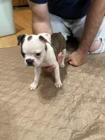 Max, a male Boston Terrier for sale in Gladewater, TX – Photo 2 of 2