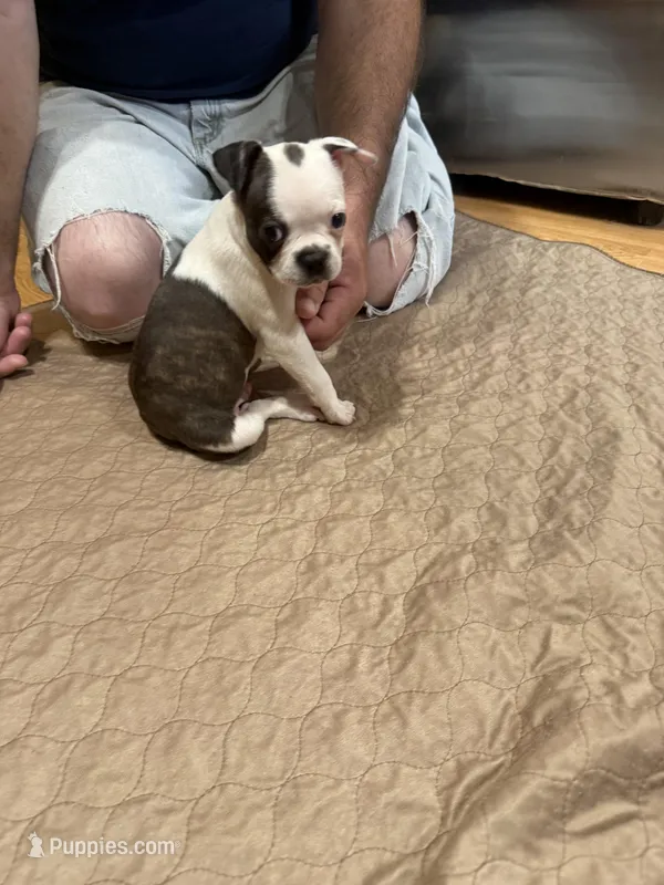 Max – Boston Terrier puppy for sale in Gladewater, TX