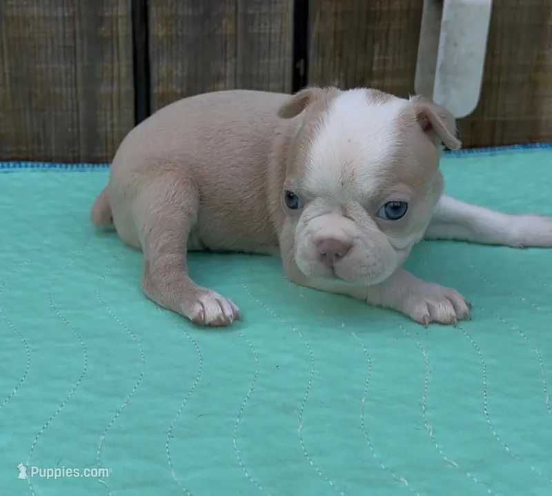 Judith – Boston Terrier puppy for sale in Gladewater, TX