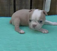 Judith, a female Boston Terrier for sale in Gladewater, TX – 1 of 1