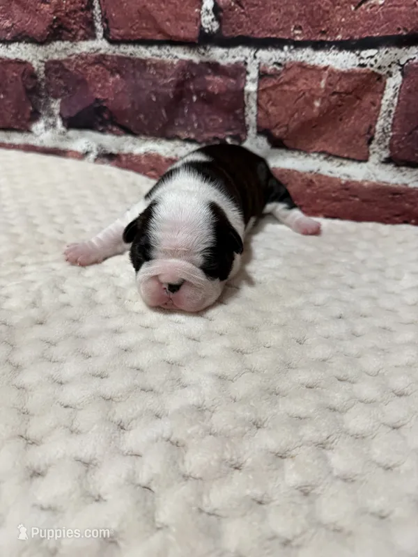 Rita – Boston Terrier puppy for sale in Gladewater, TX