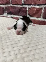 Rita, a female Boston Terrier for sale in Gladewater, TX – 1 of 4