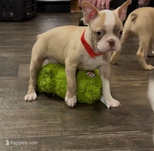 Kathy – Boston Terrier puppy for sale in Gladewater, TX