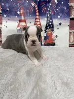 Tina, a female Boston Terrier for sale in Gladewater, TX – 2 of 3
