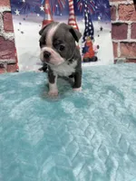 Tim, a male Boston Terrier for sale in Gladewater, TX – 3 of 3