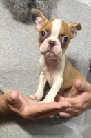 Glory, a female Boston Terrier for sale in Gladewater, TX – 2 of 3