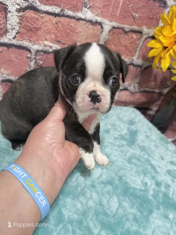 Mitch – Boston Terrier puppy for sale in Gladewater, TX
