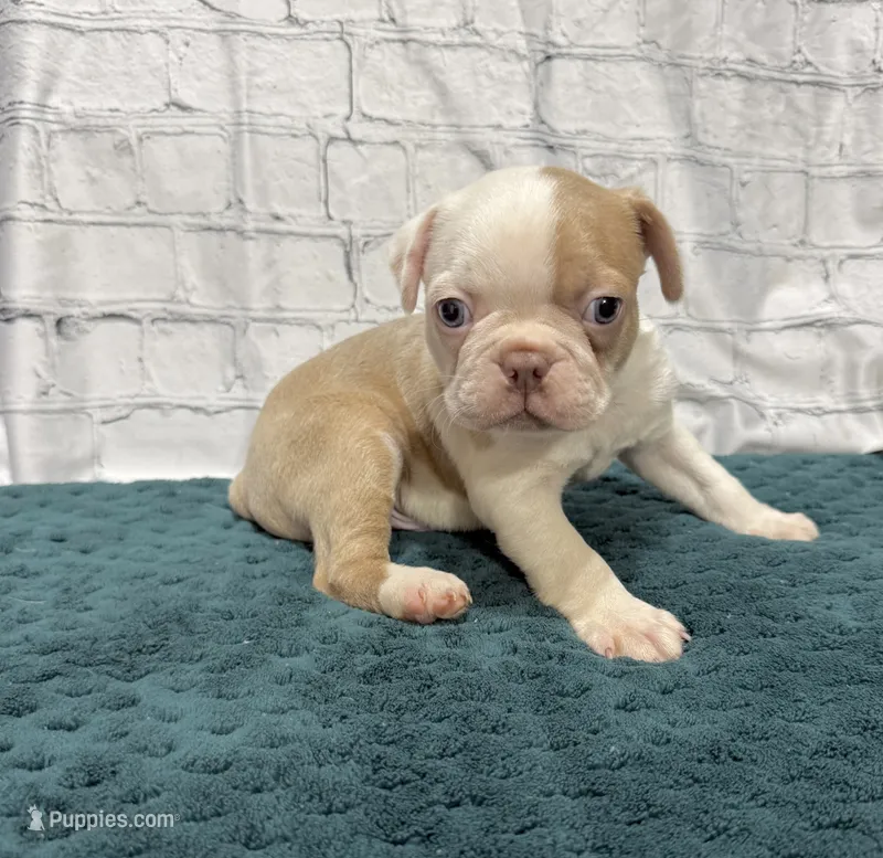 Craig – Boston Terrier puppy for sale in Gladewater, TX