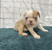 Craig, a male Boston Terrier for sale in Gladewater, TX – 1 of 1