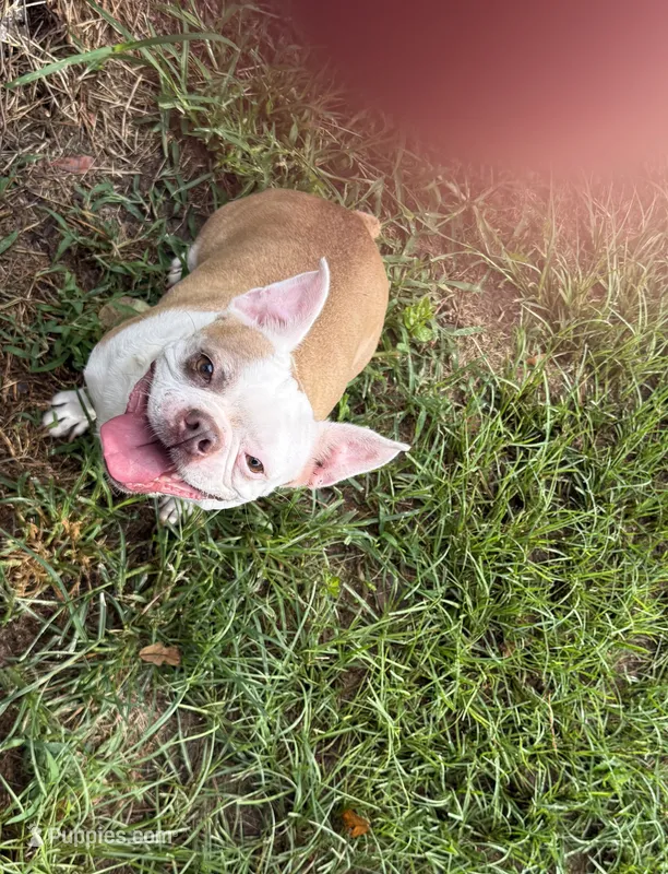 Blondie  – Boston Terrier puppy for sale in Gladewater, TX