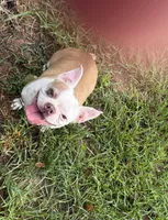 Blondie , a female Boston Terrier for sale in Gladewater, TX – 1 of 3