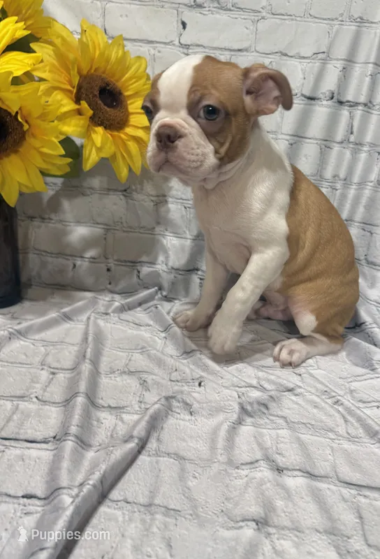 Tony – Boston Terrier puppy for sale in Gladewater, TX
