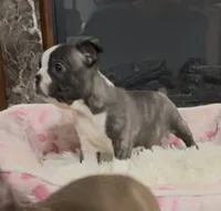 Bart, a male Boston Terrier for sale in Gladewater, TX – Photo 1 of 2