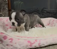 Bart, a male Boston Terrier for sale in Gladewater, TX – Photo 2 of 2