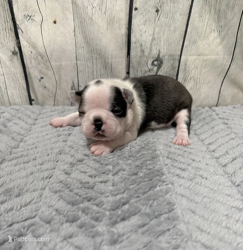 Milo – Boston Terrier puppy for sale in Gladewater, TX