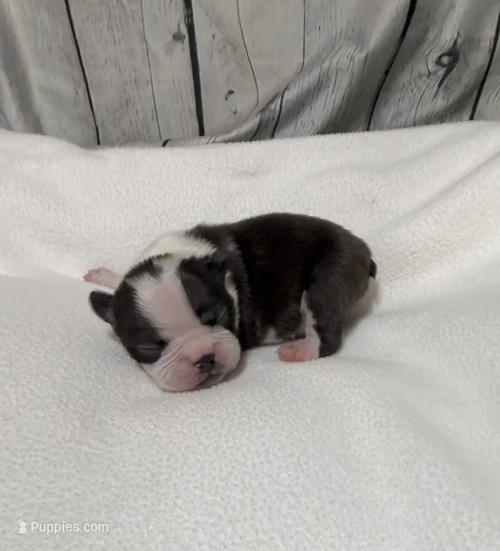 Chris – Boston Terrier puppy for sale in Gladewater, TX