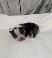 Chris, a male Boston Terrier for sale in Gladewater, TX – 1 of 3