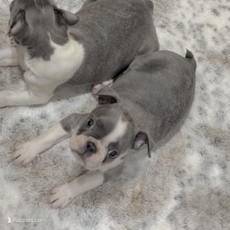 Jane – Boston Terrier puppy for sale in Gladewater, TX