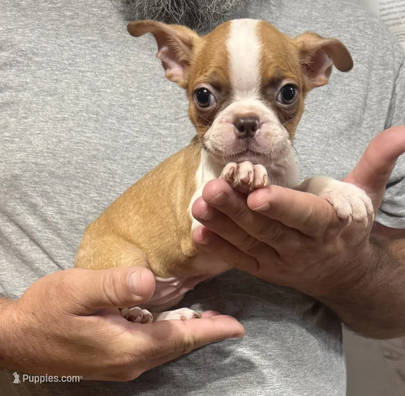 Glory – Boston Terrier puppy for sale in Gladewater, TX