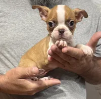 Glory, a female Boston Terrier for sale in Gladewater, TX – 3 of 3