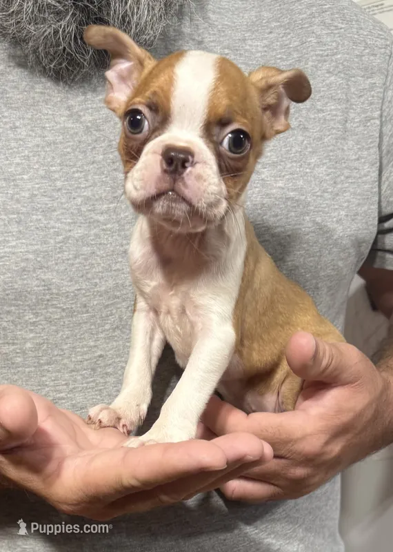 Glory – Boston Terrier puppy for sale in Gladewater, TX