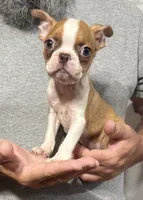 Glory, a female Boston Terrier for sale in Gladewater, TX – 1 of 3