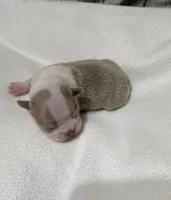 Charlie , a male Boston Terrier for sale in Gladewater, TX – 1 of 3