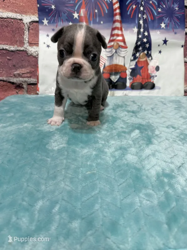 Tim – Boston Terrier puppy for sale in Gladewater, TX
