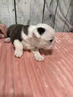 Girl 3, a female Boston Terrier for sale in Gladewater, TX – 1 of 4