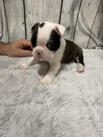 Boy1, a male Boston Terrier for sale in Gladewater, TX – 2 of 3