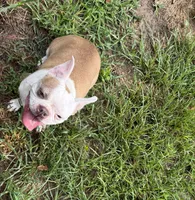 Blondie , a female Boston Terrier for sale in Gladewater, TX – 3 of 3