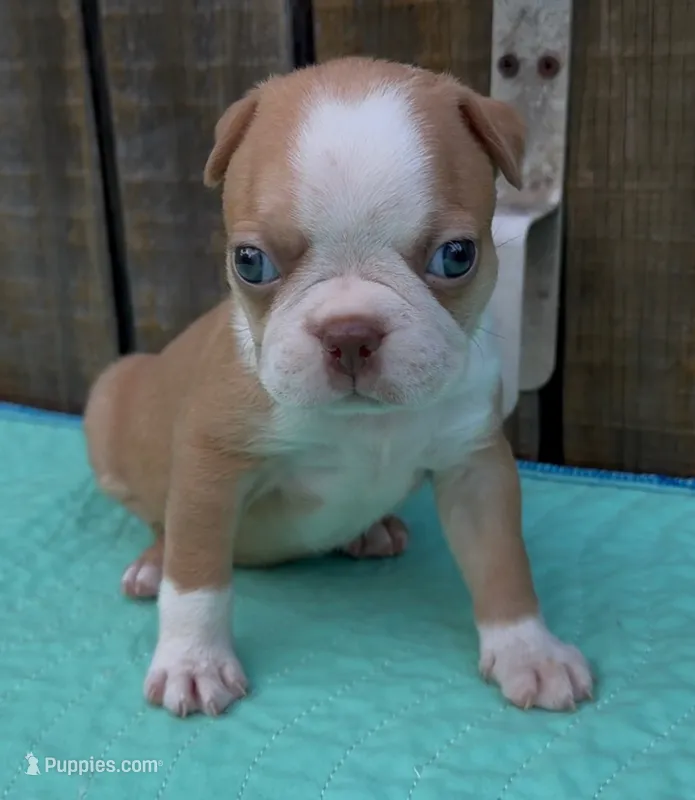Martin – Boston Terrier puppy for sale in Gladewater, TX