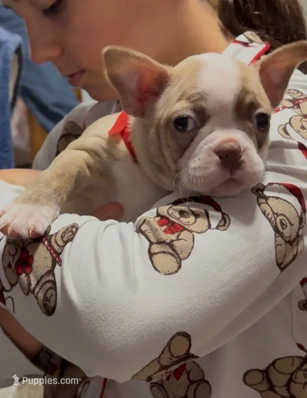 Kathy – Boston Terrier puppy for sale in Gladewater, TX