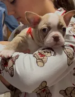 Kathy, a female Boston Terrier for sale in Gladewater, TX – 1 of 1