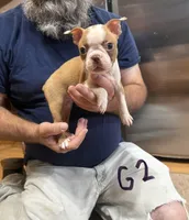 Darla, a female Boston Terrier for sale in Gladewater, TX – Photo 1 of 2