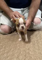 Darla, a female Boston Terrier for sale in Gladewater, TX – Photo 2 of 2