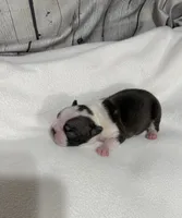 Chris, a male Boston Terrier for sale in Gladewater, TX – 3 of 3
