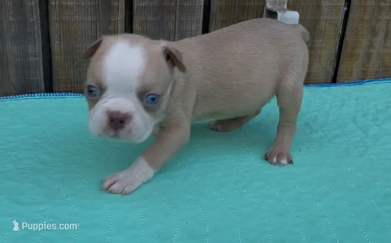 Jagger – Boston Terrier puppy for sale in Gladewater, TX