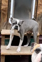 Anna, a female Boston Terrier for sale in Gladewater, TX – 2 of 2