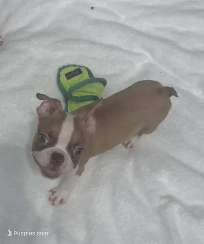 Glory – Boston Terrier puppy for sale in Gladewater, TX