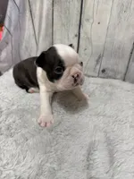 Boy 2, a male Boston Terrier for sale in Gladewater, TX – 3 of 5