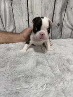 Boy1, a male Boston Terrier for sale in Gladewater, TX – 3 of 3