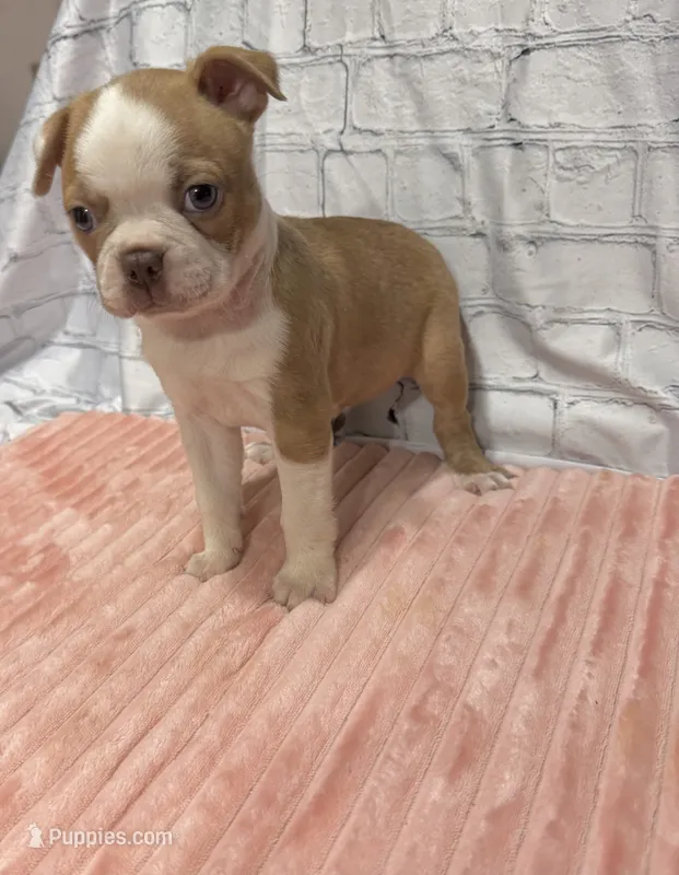 Thelma – Boston Terrier puppy for sale in Gladewater, TX
