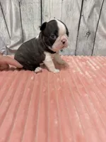 Girl2, a female Boston Terrier for sale in Gladewater, TX – 4 of 4