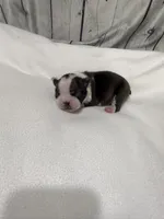 Chris, a male Boston Terrier for sale in Gladewater, TX – 2 of 3