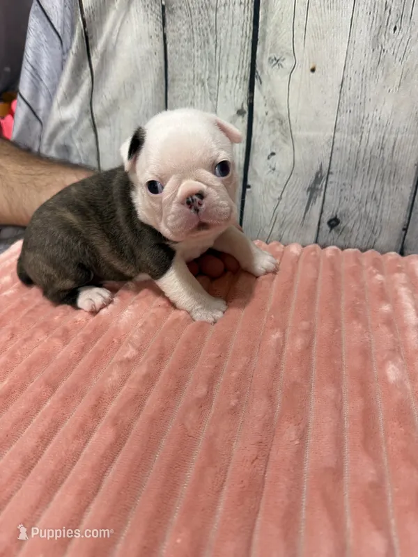 Girl 3 – Boston Terrier puppy for sale in Gladewater, TX